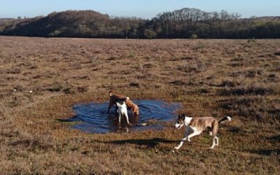 What we can learn from our dogs