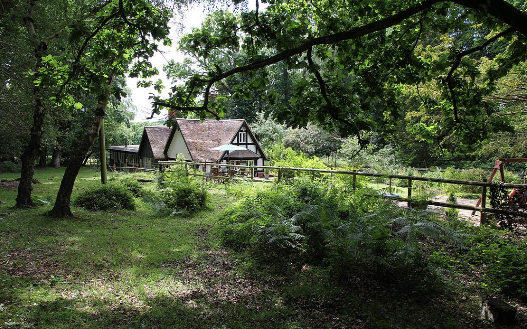 Tranquility of the New Forest could be the right place to gain clarity and develop your next business strategy