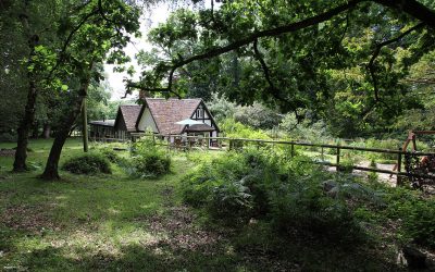 Tranquility of the New Forest could be the right place to gain clarity and develop your next business strategy